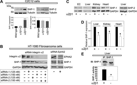 Figure 4. SHP-1 protein expression is stabilized by the integrin α2β1 receptor. (A) Immunoblots of total cell lysates from C2C12 cells of the designated genotype, probed for either SHP-1 or SHP-2. Note the marked increase in SHP-1 expression in α2β1+ cells. Bar graphs represent mean ± SEM of the SHP-1 or SHP-2 expression normalized to tubulin (n ≥ 3); ***P < .001. (B) Effective knockdown of integrin α2 expression in HT-1080 cells (left) using a combination of 2 validated siRNAs targeting different regions of α2 mRNA. The expression of integrin α2 and SHP-1 resulting from each siRNA concentration treatment was analyzed by immunoblotting with GAPDH as a loading control. (Right) Knockdown of EphA2. Note that knockdown of integrin α2 drastically reduces the SHP-1 levels, whereas depletion of EphA2 has no effects. (C) Total SHP-1 levels in cell lysates from mouse pulmonary microvascular endothelial cells (ECs) or whole organ lysates as indicated from wild-type or α2β1−/− mice. At the far right, liver from wild-type or α2β1−/− mice probed for SHP-2. (D) Quantification of the SHP-1 expression in organs from 5 different wild-type or α2β1−/− mice. Means ± SEMs; *P < .05. (E) Tyrosine phosphatase activity of immunoprecipitated SHP-1 from livers derived from wild-type or α2β1−/− mice. The values in the bottom panel represent means ± SEMs (n = 3); *P < .05.