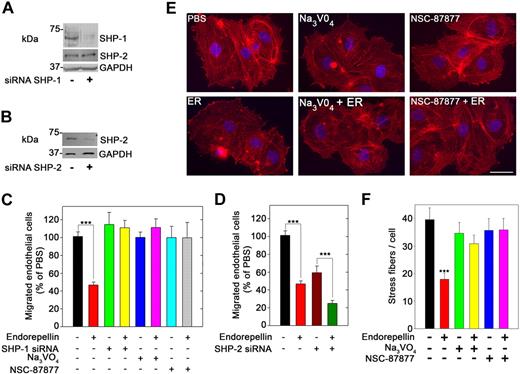 Figure 5. SHP-1 is a crucial mediator of endorepellin antiangiogenic effect. (A) Immunoblot of HUVECs from either mock transfected or transfected with a pool of 3 different SHP-1 siRNAs. Notice the marked knockdown of SHP-1 expression, whereas SHP-2 levels are unaffected. (B) Immunoblot of HUVEC lysates after SHP-2 knockdown by siRNA. (C) Quantification of VEGF-directed migration of HUVECs through collagen type I. Control untreated cells or cells with SHP-1 knockdown, and cells treated with Na3VO4 (1μM) or NSC-87877 (1 μM) were incubated with or without 25nM endorepellin for 20 minutes before commencement of the migration assay. Values represent means ± SEMs (n = 3); ***P < .001. (D) Quantification of migration assays as in panel C. Note that the cells show a slower migration after SHP-2 knockdown, but they still respond to endorepellin; means ± SEMs (n = 3); ***P < .001. (E) Fluorescent images of endothelial cells incubated with rhodamine phalloidin to visualize the actin cytoskeleton (red stress fibers) and DAPI to visualize the nuclei (blue). Notice that the disassembly of actin cytoskeleton after a 20-minute treatment with 25nM endorepellin (ER). This process is blocked by Na3VO4 and NSC-87877. Scale bar, 10 μm. (F) Quantification of the number of actin filaments per cell (n = 60 for each group); ***P < .001.