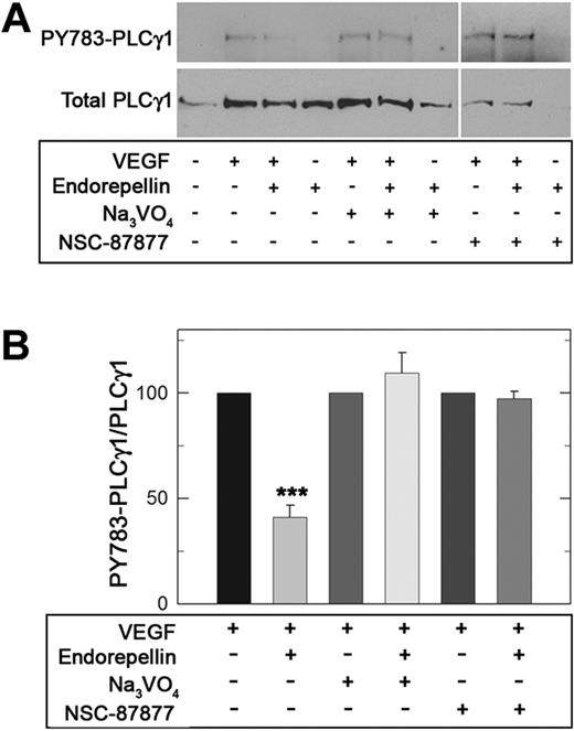 Figure 6. Endorepellin modulates downstream VEGF/VEGFR2 signaling by engaging SHP-1. (A) Serum-starved HUVECs grown on collagen were stimulated with human recombinant VEGF165 (10 ng/mL) and endorepellin (25nM) either alone or in combination for 5 minutes as marked. When indicated, the cells were pretreated for 1 hour with Na3VO4 (1 μM) or NSC-87877 (1μM). Whole-cell lysates were analyzed on immunoblots for phospho-PLCγ1 or total PLCγ1 content. (B) Quantification of phospho-PLCγ1 normalized on total PLCγ1. Values represent means ± SEMs (n = 3); ***P < .001.