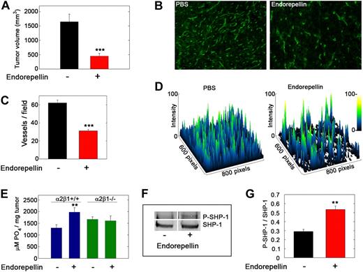 Figure 7. Endorepellin activates tyrosine phosphatases in tumor xenografts in vivo. (A) Tumor volume at day 19 of Lewis lung carcinoma xenografts in C57Bl/6 after PBS or endorepellin (100 μg/mice) treatment on alternate days. Values represent means ± SEMs (n = 8). (B) Fluorescence images of cryosections of Lewis lung carcinoma tumor xenografts treated as indicated and stained for the vascular marker CD31. (C) Quantification of vessels per field. Values represent the mean ± SEM (n = 40 each). (D) Surface plots of the images in panel B showing that the number of vessels is drastically reduced on endorepellin treatment. (E) Analysis of the total tyrosine phosphatase activity in the tumor extracts. Note the absence of a response to endorepellin in tumors from α2β1−/− mice. (F) Representative immunoblots of immunoprecipitated SHP-1 in Lewis lung carcinoma xenografts from wild-type mice, probed with PY20 for tyrosine phosphorylation or with SHP-1. (G) Quantification of blots as in panel C with the Odyssey image software (LI-COR). Values represent the mean ± SEM (n = 3); **P < .01.
