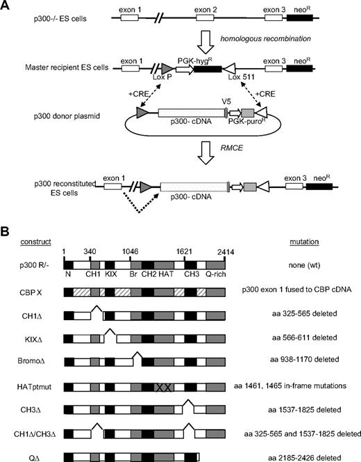 Figure 1. Creation of p300-reconstituted ESCs. (A) p300 locus is shown in parental p300−/−, master recipient, and reconstituted embryonic stem cells (ESCs). A neomycin cassette spanning exons 4 to 6 renders p300−/− and master recipient ESC lines nullizygous for p300. A loxP/lox511 flanked targeting cassette containing a hygromycin resistance (hygR) gene replaces exon 2 and provides exchange site for CRE-mediated recombination with p300 donor plasmids, resulting in the production of p300-reconstituted ESCs. Dotted arrow indicates splicing occurs from endogenous exon 1 into the p300 cDNA cassette. (B) Panel of p300 cDNA constructs used to create reconstituted ESC lines. The specific amino acid (aa) deletion, mutation, or CBP replacement design is indicated for each construct.