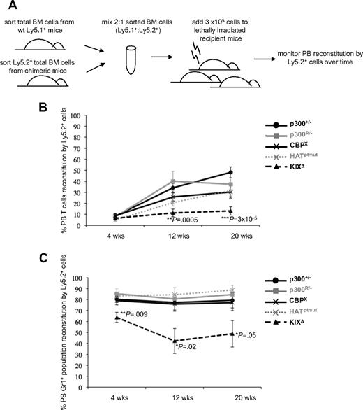 Figure 3. Competitive bone marrow (BM) repopulation assays show KIXΔ cells have reduced reconstitution capacity. (A) Schematic of experimental design. (B) Repopulation of recipient PB T cells (Ly1+) by the indicated Ly5.2+ donor cells is shown at 4, 12, and 20 weeks after transplant. (C) Repopulation of PB myeloid cells (Gr1+) by the indicated Ly5.2+ donor cells is shown at 4, 12, and 20 weeks after transplant. Each line in graphs shows the average % of PB reconstitution for 7 to 11 recipient mice ± SD. Two to 4 sets of donors were used for transplantation, with each recipient receiving BM from 1 Ly5.1+ and 1 Ly5.2+ mouse. P values were calculated by Student t test using pairwise comparisons to the p300+/− values.