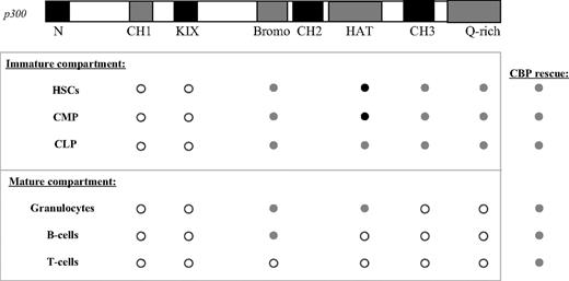 Figure 7. A summary of the p300 structure-function analysis in hematopoiesis. ○ indicates that loss of the domain is similar to the p300 nullizygous phenotype. indicates that rescue of the nullizygous phenotype can be achieved in the absence of the domain. In these cases, rescue is similar to levels achieved with p300R/− cells. • indicates that, in the absence of the domain, rescue of the nullizygous phenotype surpasses that of p300R/− cells. The CBP column indicates rescue achieved by expressing an extra copy of CBP at the p300 locus is similar to that of p300R/− cells.