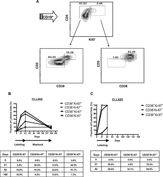 Figure 2. CD38 expression in Ki-67+ and Ki-67− CLL cells and 2H enrichment in CLL clonal fractions sorted based on CD38 and Ki-67. (A) PBMCs from CLL 822 were incubated with fluorochrome-labeled mAbs reactive with CD19, CD5, and CD38, and, after cell permeabilization, with Ki-67. Cells were first gated for CD19 and then analyzed as reported in the figure. (Top plot) CLL clone contains ∼ 5% Ki-67+ cells. (Bottom plots) Percentage of CD38+ cells in the CD19+CD5+Ki-67+ fraction (83%; bottom right) is much higher compared with that observed in the CD19+CD5+Ki-67− fraction (18%; bottom left). CLL cells from CLL 452 (B) and CLL 625 (C) were flow-sorted based on CD38 and Ki-67 expression, and 2H-labeled DNA was measured in the sorted fractions. Curves represent the fraction (f) of labeled cells reported in the tables. Ki-67+ cells, both CD38− and CD38+, incorporated more 2H than their Ki-67− counterparts.