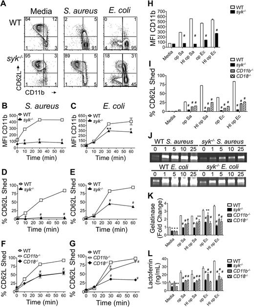 Figure 1. Impaired degranulation in syk−/− neutrophils in response to bacteria. (A) Flow cytometric analysis of CD11b and CD62L levels on WT or syk−/− neutrophils stimulated for 60 minutes with rag1−/− serum-opsonized (op) S aureus (MOI = 5) or E coli (MOI = 10). Neutrophils of the indicated genotype were quantified for CD11b (MFI) after stimulation with (B) S aureus or (C) E coli; percentage CD62L− (shed) after stimulation with (D,F) S aureus, (E,G) E coli, or (H-I) bacteria opsonized with heat-inactivated (HI op) serum. (J) Release of gelatinase granules by WT or syk−/− neutrophils stimulated in suspension with S aureus or E coli for 60 minutes and analyzed by gelatinase zymogram. (K) Quantitation of gelatinase zymogram (MOI = 1). (L) Lactoferrin release (MOI = 1). Error bars represent SD. *P < .05, **P < .01, #P < .001 compared with WT by 2-way analysis of variance (ANOVA) with Bonferroni posttests. All data are representative of 3 or more independent experiments.