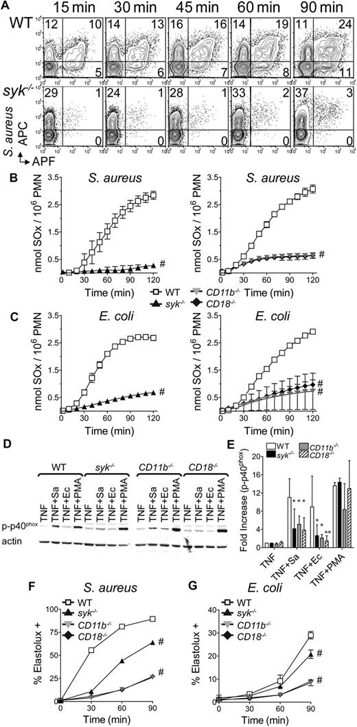 Figure 3. Syk-deficient neutrophils display reduced integrin-mediated superoxide production in response to bacteria. (A) Flow cytometric detection of superoxide by fluorescence conversion of APF in WT or syk−/− neutrophils after stimulation with APC-labeled S aureus (MOI = 5). (B) WT, syk−/−, CD11b−/−, or CD18−/− neutrophils were plated in microtiter wells containing S aureus (MOI = 5) or (C) E coli (MOI = 10), in cytochrome c media. Production of superoxides (SOx) by respiratory burst was measured as reduction of cytochrome c. Data are representative of at least 3 independent experiments and are mean ± SD. (D) Western blot analysis of p40phox phosphorylation (Thr 154) after priming of neutrophils for 30 minutes with 50 ng/mL TNF-α and, where indicated, 30 minutes with S aureus (Sa) MOI = 20, E coli (Ec) MOI = 40, or 10nM PMA. (E) Quantitation of phospho-p40phox normalized to actin. (F-G) Intracellular activation of elastase was detected by flow cytometry after cleavage of ElastoLux. Neutrophils of the indicated genotype were stimulated with (F) S aureus or (G) E coli (MOI = 5) for the indicated time points. Data are representative of 3 independent experiments and are mean ± SD. *P < .05, **P < .01, #P < .001 compared with WT by ANOVA.