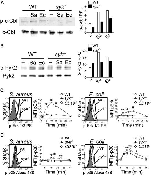 Figure 4. Syk is required for normal phosphorylation events after bacterial stimulation. Western blot analysis of (A) c-Cbl or (B) Pyk2 phosphorylation after stimulation of WT or syk−/− neutrophils with S aureus (Sa) or E coli (Ec) for 10 minutes. For quantitation, c-Cbl and p-c-Cbl were detected on separate gels and were each normalized to actin; p-Pyk2 was normalized to total Pyk2 detected on the same gel. (C-D) Flow cytometric histograms of intracellular (C) p-Erk1/2 at 10 minutes in response to S aureus or at 15 minutes in response to E coli or (D) p-p38 at 20 minutes in response to S aureus or E coli. Histograms of unstimulated WT (black dash) or syk−/− (filled gray) and stimulated WT (black) or syk−/− (gray) neutrophils are shown. Time course quantitation is of the MFI. Error bars represent ± SD. *P < .05, **P < .01, #P < .001 by 2-way ANOVA with Bonferroni posttests. All data are representative of 3 or more independent experiments.