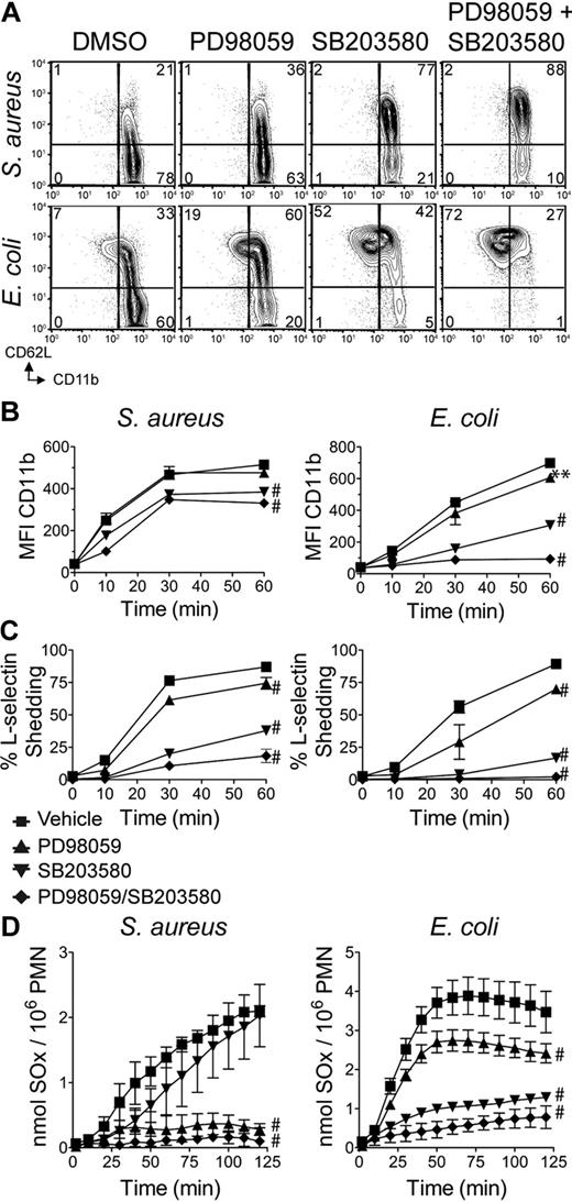 Figure 5. Signaling through Erk and p38 is required for neutrophil degranulation events. (A) WT neutrophils pretreated with dimethyl sulfoxide vehicle, 20μM PD98059, 3μM SB203580, or both compounds were stimulated for 60 minutes with S aureus (MOI = 5) or E coli (MOI = 10), then analyzed by flow cytometry for CD11b and CD62L. Quantitation of (B) CD11b MFI ± SD, and (C) percentage of CD62L− mean ± SD. Data are ± SD and are representative of 3 or more independent experiments. (D) WT neutrophils pretreated as in panel A were plated in microtiter wells containing S aureus (MOI = 5) or E coli (MOI = 10), in cytochrome c media, and assessed for superoxide (SOx) production as in Figure 3. Data are representative of at least 3 independent experiments. Error bars represent ± SD. **P < .01, #P < .001, by 2-way ANOVA with Bonferroni posttests.