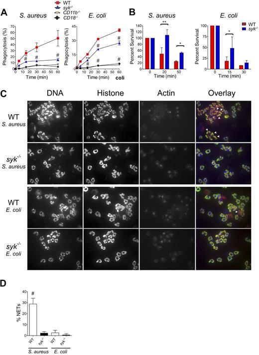 Figure 6. Syk is required for optimal phagocytosis and killing of rag1−/− serum-opsonized bacteria. (A) Phagocytosis was determined by flow cytometric analysis of FITC-labeled S aureus or E coli by WT, syk−/−, CD11b−/−, or CD18−/− neutrophils. (B) Intracellular bacterial killing capacity assessed by viable S aureus or E coli colony-forming units (CFUs). Data are the mean (n = 3 replicates) of the percentage remaining CFU relative to the addition of gentamicin (set as time = 0 minutes). (C) Cytospins of TNF-α primed neutrophils stimulated for 2 hours with S aureus or E coli and stained with 4,6-diamidino-2-phenylindole (DNA/red), antihistone antibody (green), and phalloidin (actin/blue). White arrowheads indicate cells classified as NETs. (D) NETs quantified by both loss of nuclear structure and exclusion of the actin cytoskeleton, expressed as a percentage of total neutrophils scored. Error bars represent ± SD. Data are representative of 3 independent experiments. *P < .05, **P < .01, #P < .001 by ANOVA.