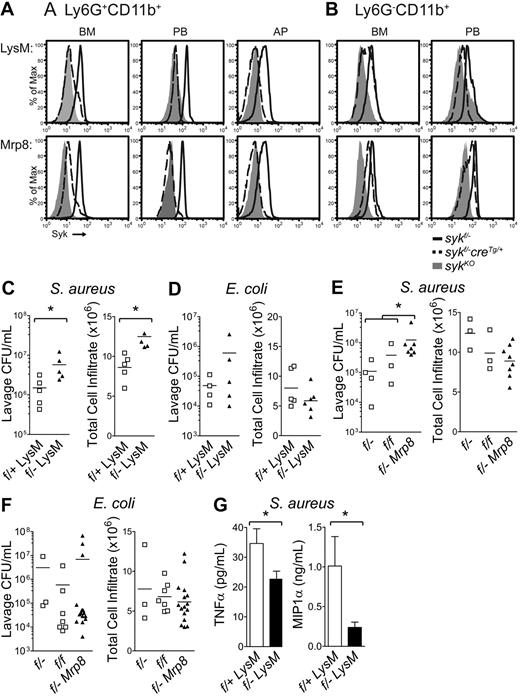 Figure 7. Neutrophil-specific deletion of Syk results in a defective host response to S aureus. Analysis of syk deletion by flow cytometry of Syk protein in (A) neutrophils (Ly6G+CD11b+) and (B) monocytes (Ly6G−CD11b+) from the bone marrow (BM), peripheral blood (PB), and air pouch lavage (AP). SykKO cells from syk−/− chimeras or syk f/fVav1creTg mice are negative controls (gray histograms) relative to sykf/−LysMcreTg/+, sykf/−Mrp8creTg (dashed black lines), or sykf/− (solid black line) mice. Histograms are representative of at least 4 animals. (C) CFU of S aureus and neutrophil infiltrate and (D) CFU of E coli and neutrophil infiltrate in the air pouch lavage of sykf/+LysMcreTg/+ and sykf/−LysMcreTg/+ mice 24 hours after the initiation of infection. (E) CFU of S aureus and neutrophil infiltrate and (F) CFU of E coli and neutrophil infiltrate in the air pouch lavage of sykf/f, sykf/−, and sykf/−Mrp8creTg mice 24 hours after the initiation of infection. Data represent at least 3 independent experiments, with at least 3 animals per group. The difference in S aureus counts in the air pouch is statistically significant; *P < .05 by Mann-Whitney U test. (G) Analysis of TNF-α and MIP-1α levels in S aureus–infected air pouches from sykf/+LysMcreTg/+ and sykf/−LysMcreTg/+ mice. *P < .05, unpaired t test.