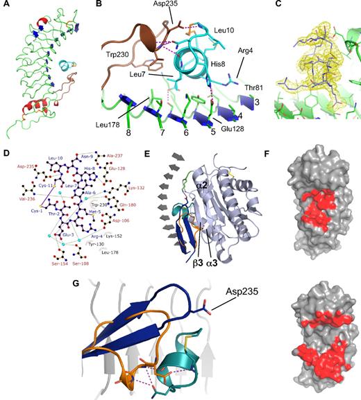 Figure 1. GpIbα-OS1 peptide complex crystal structure. (A) Ribbon representation of the complex with the regulatory (R) loop colored brown and the peptide colored cyan. Cysteine residues involved in disulphide bonds are highlighted in yellow. (B) Stick representations of GpIbα-OS1 interactions with hydrogen bonds colored as purple dotted lines. Peptide colored in cyan, GpIbα, colored in green with β-sheets highlighted as blue arrows. (C) A 1.8-Å electron density map is shown (yellow) with difference mFo-DFc co-efficients and contoured at 1 root mean square calculated with the OS1 peptide model omitted (program REFMAC). (D) Ligplot figure showing van der Waals and hydrogen bonds formed between GpIbα and OS1. Peptide depicted in purple, polar contacts printed in green. Side chains making hydrophobic interactions are shown as dashed circles. (E) Ribbon diagram of Gplbα (grey) showing only β-strands with OS1 (cyan) superposed onto the Gplbα-VWF-A1 complex with VWF-A1 illustrarted (light blue). The GpIbα R-loop is colored blue and orange for the VWF-A1 and OS1 complexes, respectively, with the Asp235-Lys572 salt bridge highlighted. (F) Binding footprints on the GpIbα surface shown in red for OS1 peptide (top) and VWF-A1 (bottom). (G) The R-loop conformational change from (E) is shown with Asp235 switching from forming a salt bridge to VWF-A1 to coordinating a main chain nitrogen of OS1 peptide. An α-helical form of the R-loop is stabilized by Asn9 from OS1 forming two helix capping hydrogen bonds.