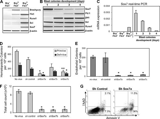 Figure 1. Sox7 at the onset of hematopoiesis specification. (A) Gene expression analysis by RT-PCR performed on day 3 EB subpopulations sorted for their respective expression of Bry-GFP and Flk1. (B) Expression analysis by RT-PCR on hemangioblast-derived blast colonies grown from sorted Flk1+ plated in semisolid clonogenic assay and harvested at the indicated time points. (C) Relative quantification of Sox7 expression by real-time PCR in the indicated population of Bry-GFP and Flk1 sorted at day 3 EBs and days 1 to 4 hemangioblast-derived blast colonies. Sorted Bry-GFP+Flk1−, mesodermal precursors were transduced with the indicated shRNA-expressing lentivirus, cultured for 2 days, and then tested for hematopoietic progenitors (D) and for endothelial potential (E) in clonogenic replating assay (n = 5). (F) Total cell recovery from mesodermal precursors transduced with the indicated virus after 2 days in culture. (G) Flow cytometric analysis of annexin V and 7-aminoactinomycin D staining on mesodermal precursors transduced by the indicated virus after 1 day of culture. All data are representative of at least 3 independent experiments. Error bars, where visible, represent SEM. *P < .01, **P < .05 compared with control shRNA.