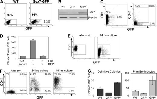 Figure 2. Sox7 is expressed at the transition from hemangioblast to CD41 up-regulation. (A) Sox7-GFP expression in day 3 EBs derived from an ES cell line transgenic for the Sox7-GFP BAC Construct. WT indicates wild type. (B) Expression of endogenous Sox7 was assessed by RT-PCR on GFP+ and GFP− cells sorted from day 3 wt and Sox7-GFP EBs. (C) Flow cytometric analysis of day 3 Sox7-GFP EBs for Flk1 and CD41 expression. (D) Cells from day 3 Sox7-GFP EBs were sorted based on Flk1 and GFP expression and replated in clonogenic assay for hemangioblast progenitors. (E) Sorted Flk1+Sox7-GFP− cells were cultured for 24 hours in liquid hemangioblast mix then analyzed for Sox7-GFP+ expression. Flk1 staining after 24 hours represents remaining staining from sort. (F) Sorted Flk1+Sox7–GFP+ cells were cultured for 24 or 48 hours in liquid hemangioblast mix then analyzed for CD41 and Sox7–GFP expression. (G) After 48 hours of culture, wt Flk1+ cells, Flk1+Sox7-GFP−, and Flk1+Sox7-GFP+ cells were tested for the presence of hematopoietic progenitors in semisolid clonogenic replating assay. All data are representative of at least 3 independent experiments. Error bars, where visible, represent SEM.