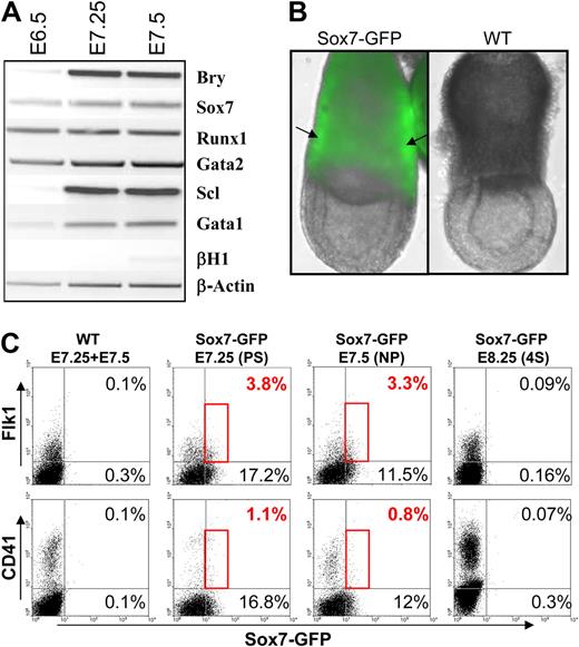 Figure 3. Sox7 expression in gastrulating embryos. (A) Gene expression analysis performed by RT-PCR on pools of wt embryos at the indicated stage of development. (B) Pictures of E7.5 embryo wild-type (WT) or transgenic for the Sox7-GFP transgene. Arrows indicate the mesodermal masses. Merge picture of GFP and brightfield (×10 magnification). (C) Stage-matched pool of embryos from WT or Sox7-GFP litters stained for Flk1 and CD41 expression. 4S indicates 4 somites. All data are representative of at least 3 independent experiments.