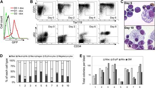 Figure 6. Sox7 down-regulation leads to erythroid and myeloid differentiation. (A) GFP expression on pooled colonies harvested after 6 days in liquid hematopoietic conditions with doxycycline (red line) compared with GFP expression after doxycycline removal for 1 day (black line) and 2 days (green line). (B) Flow cytometry analysis of iSox7+ cells cultured in liquid hematopoietic conditions for the indicated time without doxycycline. (C) May-Grünwald Giemsa staining at days 6 and 10 of culture after doxycycline removal. (D) After May-Grünwald Giemsa staining, the percentage of erythroid and myeloid cell types was scored from individual iSox7+ colonies grown for 5 days without doxycycline. For each colony, 100 cells were counted. (E) Individual iSox7+ blastic colonies from clonogenic replating with doxycycline were plated in secondary clonogenic assay without doxycycline. All data are representative of at least 3 independent experiments.