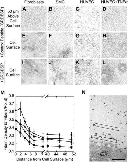 Figure 2. In situ thrombin generation on the cell surface modulates clot architecture in 3 dimensions. Clots were formed by incubating cells with recalcified normal, pooled PFP in the presence of 500μM (final) control peptide GRGESP (A-H) or GRGDSP (I-L). Three-dimensional projections show clot architecture in 10-μm stacks at (E-L) and above (A-D) the cell surface. Each image (146 μm × 146 μm, xy) is from 1 experiment, representative of at least 3 independent experiments. Darker areas show increased fibrin density. (M) Fibrin network density (± SD) of clots produced by fibroblasts (●), SMCs (♦), HUVECs (■), and TNFα-stimulated HUVECs (▴) was determined as described in “Methods” from at least 3 independent experiments. (N) Clots were formed in excised human saphenous vein segments as described in “Structural analysis of ex vivo clots by transmission electron microscopy.” Clots were then fixed, examined by transmission electron microscopy, and fibrin fibers (black dots) were quantified at (0 μm) and above (5 μm) from the cell surface (indicated by black rectangles). Original magnification, × 2000; bar represents 5 μm. The image is representative of 3 independent experiments.