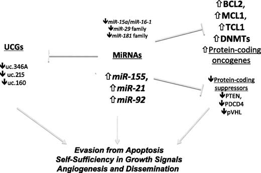 Figure 1. Involvement of ncRNAs in human leukemias.miRNAs regulate the expression of protein-coding genes and can act as oncogenes, tumor suppressors, or both. UCGs, which are regulated by miRNAs, can act as oncogenes, whereas their role as tumor suppressors has been hypothesized but has not been experimentally proven until now. The main examples of protein coding targeted by miRNAs are presented.