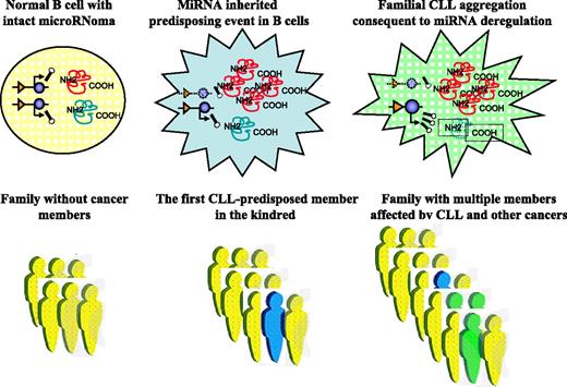 Figure 2. MiRNA involvement in CLL predisposition. MiRNA alterations can predispose people to CLL development. This proposed model shows structural and/or expression abnormalities of miRNAs in the germline that may represent inherited predisposing events. For simplicity, only gene deletion is shown, but all other types of loss-of-function and gain-of-function mutations described for PCGs can be involved in miRNA disruption (blue color). For CLL to develop, a second genetic event in addition to the predisposing one must occur in a somatic cell (green color). This can be a PCG alteration or a “hit” in another miRNA (presented here as amplification of expression). The consequences of these abnormalities are reflected by the levels of expression of various target mRNAs: overexpression of target oncogenes in the case of miRNA deletion and down-regulation of expression of target TSGs in the case of miRNA amplification.