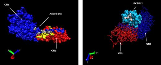 Figure 1. Location of mutated residues. (A) Crystallographic representation of the heterodimer of CNa (blue chain) and CNb (red chain). Mutated residues of CNa and CNb are shown in gray and yellow, respectively. (B) Reverse projection crystallographic representation of heterodimer of FKBP12 and FK506. CNa/b chains are included for orientation. Mutated residues of FKBP12 are shown in white.
