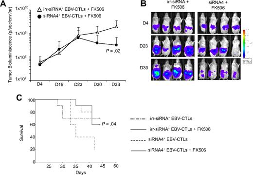 Figure 5. siRNA4+ EBV-CTLs retain their function in vivo in the presence of FK506. To evaluate in vivo antitumor activity, irr-siRNA+ and siRNA4+ EBV-CTLs were injected intraperitoneally in SCID mice bearing EBV+ lymphoma labeled with FFLuc. EBV-CTLs were transferred 4 and 11 days after intraperitoneal tumor implant. Tumor growth was monitored using the IVIS in vivo imaging system. IL-2 and FK506 were injected intraperitoneally 3 times per week. (A) By 33 days after CTL infusion, tumor growth, measured as maximum photon/sec/cm2/steradian (p/s/cm2/sr), was significantly greater in mice receiving irr-siRNA+ EBV-CTLs and FK506 compared with mice (8 mice per group) receiving siRNA4+ EBV-CTLs and FK506. Lines represent the average light emission ± SD. (B) Pictures of 4 representative mice per group. (C) The survival curve for SCID mice bearing EBV+ lymphoma that received irr-siRNA+ or siRNA4+ EBV-CTLs and IL-2 and FK506 intraperitoneally 3 times/week. Control mice received irr-siRNA+ or siRNA4+ EBV-CTLs and IL-2 but not FK506.
