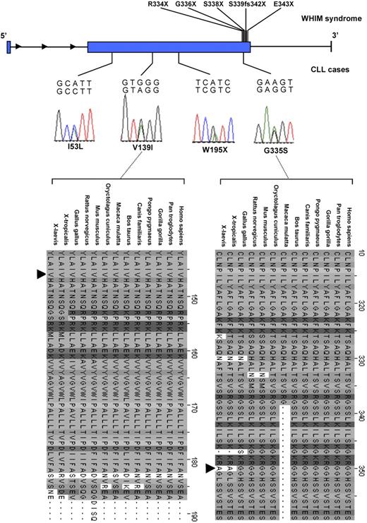 Figure 1. Nonsynonymous mutations in CXCR4 in CLL and WHIM syndrome. Nonsynonymous mutations identified in CLL (chronic lymphocytic leukemia) patients are indicated at their relative positions as sequence traces with corresponding amino acid substitutions. Sites of truncating mutations associated with WHIM (warts, hypogammaglobulinemia, infections, and myelokathexis) syndrome are also shown.15,18 Cross-species sequence conservation is shown for the SNPs postulated to be functionally deleterious.