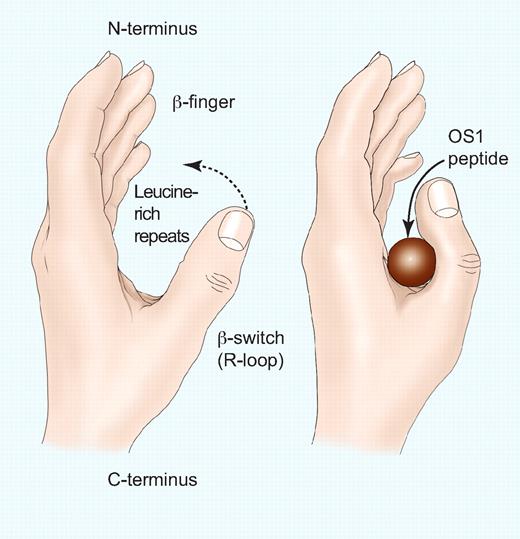 Representation of the GPIbα N-terminus and the effect of the OS1 peptide. The fingertips represent the N-terminal β-finger, the palm represents the concave β-sheet formed by the 8 leucine-rich repeats, and the thumb represents the β–switch (R-loop). (Left) Unoccupied GPIbα with the thumb extended to interact with the A1 domain of VWF. (Right) Binding of the OS1 peptide causes the thumb to close across the palm, thereby preventing the interaction with the A1 domain of VWF. Professional illustration by Paulette Dennis.