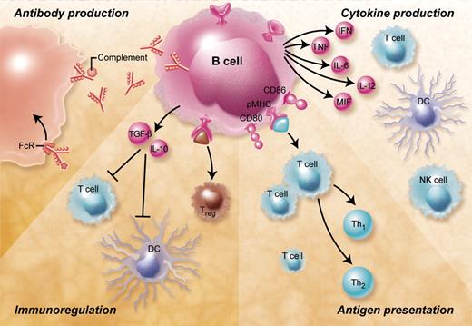 Figure 1. Overview of the B-cell functions and their potential relevance for GVHD. B cells contribute to immune responses by antibody-mediated and antibody-independent mechanisms. Antibodies produced by B cells can lead to complement activation, antibody-dependent cell-mediated cytotoxicity, and Fc-receptor antigen uptake and phagocytosis. B cells can furthermore secrete a large number of proinflammatory cytokines including IL-2, TNF-α, IL-6, IL-12, MIF, and interferon-γ that activate a large number of immune cells such as T cells (including Th17 cells), macrophages, and natural killer (NK) cells and have been shown to be involved in regulation of the GVH reaction. Antigen presentation by activated B cells that have up-regulated major histocompatibility complex and costimulatory molecules such as CD80 and CD86 leads to CD4+ and CD8+ T-cell activation and differentiation. Depending on the B-cell subset and the nature of the activation stimulus B lymphocytes can also act as immunoregulatory cells that induce peripheral CD4+ and CD8+ T-cell tolerance, inhibit dendritic cells, and induce and expand regulatory T cells.