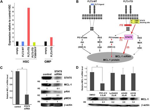 Figure 5. FLT3-ITD activates MCL-1 expression via STAT5 signaling. (A) FLT3-WT, FLT3-ITD, and FLT3-ITD-Y589/591F mutants were transduced into purified murine HSCs and GMPs to test changes in the amount of MCL-1 transcripts. During the transduction, cells were cultured for 48 hours in the presence of FLT3 and SCF. In this condition, the amount of MCL-1 transcripts in HSCs transfected with FLT3-WT was almost equal to HSCs with an empty vector. Significant up-regulation of MCL-1 (∼ 9-fold higher) was seen when HSCs were transfected with FLT3-ITD. This effect was more pronounced in HSCs than GMPs. The up-regulation of MCL-1 was completely inhibited in HSCs transduced with FLT3-ITD-Y589/591F mutant, indicating that FLT3-ITD–specific STAT5-docking phosphorylation sites are necessary to stimulate MCL-1 transcription. (B) Schematic presentation of signaling pathways of FLT3-ITD to induce MCL-1 expression. In FLT3-WT, FLT3 ligation triggers both PI3K/Akt and RAS/MAPK pathways. In contrast, FLT3-ITD induces STAT5-dependent MCL-1 expression. STAT5 might induce MCL-1 expression by PI3K/Akt activation presumably through posttranscriptional mechanism (1), and by directly stimulating MCL-1 transcription (2). These 2 distinct FLT3-ITD signaling pathways for MCL-1 expression contribute to the development of AML. (C) STAT5 siRNA was transduced into MV4-11 cell lines to suppress STAT5 expression. The sorted live cells were analyzed at 48 hours after STAT5 siRNA transduction. STAT5 siRNA suppressed the expression of MCL-1 transcript and protein. STAT5 siRNA also suppressed phospho-Akt, but not phospho-MEK, pathway. Vertical lines have been inserted to indicate a repositioned gel lane. Results are shown as mean ± SD (*P < .05) (D) The expression of MCL-1 in MV4-11 24 hours after treatment with pharmacologic inhibitors of PKC (PKC-412), PI3K (Ly294002), JAK2 (AG490), or MEK (U0126). PKC-412 inhibited MCL-1 mRNA expression. PKC-412 and Ly294002 but not U0126 or AG490 inhibited the MCL-1 protein expression. RE indicates relative expression levels. Results are shown as mean ± SD (*P < .05).