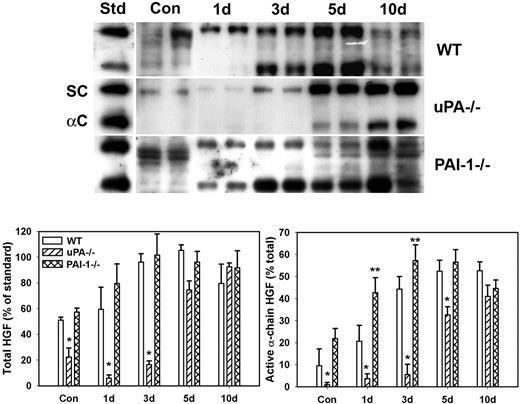 Figure 1. HGF protein levels after muscle injury in WT, uPA−/−, and PAI-1−/− mice. Muscles from WT, uPA−/−, and PAI-1−/− mice collected from uninjured control mice (Con) and on days 1, 3, 5, and 10 after cardiotoxin injury. (Top) Muscle homogenates subjected to heparin sulfate affinity purification and then Western blotting for HGF. An equal amount (2.5 ng) of an HGF standard (Std) was loaded onto each gel. SC indicates single chain; and αC: α-chain. (Bottom) Densitometric measurements performed for total HGF (single chain + α-chain) and active α-chain HGF. Total HGF normalized to HGF standard on each blot, and α-chain normalized to total HGF in each sample. Bars represent mean ± SE; n = 4 to 6 per time point. *Mean value significantly smaller than that for WT mice (P < .05). **Mean value significantly larger than that for WT mice (P < .05).