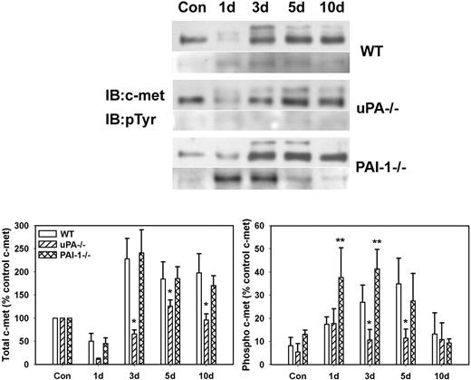 Figure 2. c-met protein levels and phosphorylation after muscle injury in WT, uPA−/−, and PAI-1−/− mice. Muscles from WT, uPA−/−, and PAI-1−/− mice collected from uninjured control mice (Con) and on days 1, 3, 5, and 10 after cardiotoxin injury. (Top) Muscle homogenates subjected to c-met immunoprecipitation and then Western blotting for c-met and phosphotyrosine (pTyr). (Bottom) Densitometric measurements performed for c-met and pTyr and normalized to c-met level in control sample for each series of samples obtained for each strain. Bars represent ± SE; n = 6 per time point. *Mean value significantly smaller than that for WT mice (P < .05). **Mean value significantly larger than that for WT mice (P < .05).