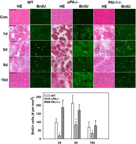 Figure 3. Muscle morphology and cell proliferation after muscle injury in WT, uPA−/−, and PAI-1−/− mice. Muscles from WT, uPA−/−, and PAI-1−/− mice collected from uninjured control mice (Con) and on days 1, 3, 5, and 10 after cardiotoxin injury. BrdU (30 mg/kg) injected intraperitoneally into mice 1 hour before muscle harvest. (Top) Cryosections stained with either hematoxylin and eosin for morphologic analysis or a BrdU antibody to detect incorporation of BrdU into newly synthesized DNA. Scale bar represents 50 μm. (Bottom) Number of nuclei staining positive for BrdU counted in 2 sections for each muscle, averaged, and expressed per square millimeter muscle area. Bars represent mean ± SE; n = 4 to 6 per time point. *Mean value significantly smaller than that for WT mice (P < .05). **Mean value significantly larger than that for WT mice (P < .05).