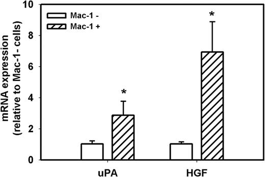 Figure 7. uPA and HGF expression in cells isolated from damaged muscle of WT mice. Cells were isolated from damaged muscle of WT mice and sorted into Mac-1+ and Mac-1− cell populations using a magnetic sorting method. Real-time PCR indicated that Mac-1+ cells expressed higher levels of uPA and HGF than Mac-1− cells. Bars represent mean ± SE; n = 3 per group. *Mean value significantly different from that for Mac-1− cells (P < .05).