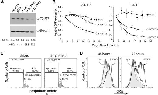 Figure 2. TC-PTP knockdown results in reduced proliferation of murine B-cell lymphoma cells. (A) Validation of TC-PTP knockdown. DBL-114 cells were lentivirally transduced with either a control shRNA against firefly luciferase or 1 of 2 shRNAs specific to murine TC-PTP expressed in vector pLL3.7. Cells were sorted for less than 95% transduction and sorted cells were lysed in 1% TX-100. A total of 5 μg of each lysate was subjected to semiquantitative Western blot analysis with 6F3 anti–TC-PTP and anti–β-actin as a loading control. A representative Western blot is shown along with quantitation of 3 different blots. (B) TC-PTP knockdown confers a competitive growth disadvantage to mouse B-cell lymphoma cells relative to cells expressing normal levels of TC-PTP. DBL-114 cells (left panel) or TBL-1 (right panel) were lentivirally transduced with the listed shRNAs, resulting in a mixed population of transduced (GFP+) and nontransduced (GFP−) cells. The frequency of GFP+ cells (relative to an empty vector control) for each construct was then monitored for 2 weeks after infection. (C) TC-PTP knockdown results in an accumulation of cells in the G1 phase of the cell cycle. DBL-114 cells sorted for control shRNA (shLuc) or TC-PTP–specific shRNA (shTC-PTP.2) were fixed with cold ethanol and stained with propidium iodide to examine total cellular DNA content. Cells were subjected to FACS analysis, and 20 000 events were collected for each shRNA. The cell-cycle data are as follows (mean ± SD): shLuc; apoptotic, 0.73% ± 0.09%; G1, 40.1% ± 0.46%; S, 13.0% ± 0.25%; G2/M, 24.8% ± 0.80%; 4N+, 16.7% ± 3.40%; shTC-PTP, apoptotic, 0.63% ± 0.22%; G1, 45.8% ± 1.31%; S, 12.8% ± 0.74%; G2/M, 23.8% ± 1.46%; 13.4% ± 4.69%; n = 3. (D) TC-PTP knockdown retards cellular proliferation. DBL-114 cells were transduced to express the control shRNA (shLuc) or shTC-PTP.2, and a thy1.1 reporter. Cells were labeled with CFSE 3 days after infection and evaluated at 48 and 72 hours later. Cells were counterstained with OX7 anti–Thy1.1–Alexa 647 to differentiate shRNA expressing cells and analyzed by flow cytometry. The data are shown for both transduced cells (solid line, labeled) and untransduced cells (shaded, labeled) from each population. Shown are representative plots from 3 different datasets.