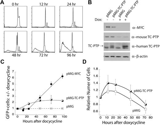 Figure 5. Ectopic expression of TC-PTP partially rescues loss of MYC expression. (A) Doxycycline-induced repression of the MYC transgene results in cell-cycle arrest followed by cell death. FLL-44 cells were treated with 5 μg/mL doxycycline, and changes to total cellular DNA content were tracked by propidium iodide staining. Representative plots are shown; n = 4. (B) Western blot analysis of ectopic TC-PTP expression. FLL-44 cells were transduced with either empty vector pMIG or pMIG-TC-PTP. Transduced and sorted cells were either left untreated or treated for 48 hours with doxycycline to repress the MYC transgene, after which the cells were lysed with 1% TX-100 and lysates were analyzed by Western blot with anti-Myc, anti–TC-PTP (6F3), anti–human TC-PTP (CF4-1D), and anti–β-actin. Blots were stripped in between each Western blot. (C) Ectopic TC-PTP expression is positively selected for following the repression of MYC overexpression. Transduced FLL-44 cells were treated with 5 μg/mL doxycycline, to turn off expression of the MYC transgene, or an equal volume of PBS vehicle as a control. The frequency of GFP+ cells was tracked by FACS analysis, and is presented as the ratio of doxycycline-treated to vehicle-treated cells for each set of transductions. Error bars represent SE; n = 4 or more experiments. (D) Ectopic TC-PTP expression promotes limited proliferation in the absence of the MYC transgene. Proliferation was monitored by cell counting in transduced and sorted FLL-44 cells. Results are normalized to cell counts at 0 hours; n = 4.