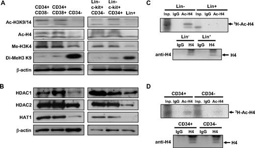 Figure 4. Undifferentiated hematopoietic cells have more open and dynamic chromatin than differentiated cells. (A) Levels of active (Me-H3K4) and repressive (Di-Me-H3K9) histone modifications and acetylation of histones (Ac-H3K9/14, Ac-H4) were compared at different stages in human (left row) and murine (right row) hematopoietic cells. (B) Protein expression levels of each indicated histone-modifying enzymes from human (left) and murine (right) hematopoietic cells. (C-D) Pulse-chase labeling of histone acetylation in lineage-negative (Lin−) and lineage-positive (Lin+) murine bone marrow cells (C) and in human CD34+ and CD34− cells (D). (Top panels) Autoradiography of immunoprecipitations using the antibodies as indicated from 106 input cells. Inp indicates input cells; IgG, immunoprecipitation with isotype IgG; Ac-H4, immunoprecipitation with antibody against acetylated H4. (Bottom panels) Immunoblots using antibody against total form of H4 from 106 input cells.