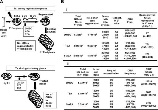Figure 5. Comparison of the effects of AZA or TSA treatment on HSC self-renewal in distinct bone marrow conditions. (A) Schematic illustration of the experimental design comparing the effects of AZA and TSA treatment on HSCs during the regenerative or stationary phase in bone marrow. (Top panel) Epigenetic treatment on HSCs during the regenerative phase of bone marrow. Donor bone marrow cells (105/mouse; Pep 3b, Ly5.1) were transplanted into lethally irradiated recipient mice (BL6, Ly5.2; n = 3). Recipient mice were then injected daily with AZA or TSA for 2 weeks starting 3 days after transplantation, the time period when transplanted HSCs undergo active self-renewal.27 After 16 weeks, the total number of donor-derived CRU regenerated in the primary recipients was determined by a limiting dilution analysis into secondary recipient mice. (Bottom panel) Epigenetic treatment on HSCs during the stationary phase of bone marrow. Mice (Pep3b, Ly5.1) in the homeostatic phase were injected daily with TSA or AZA for 2 weeks, and CRU frequencies and total CRU numbers in the bone marrows of treated mice were determined by a limiting dilution analysis. (B) Effects of epigenetic treatment on HSC self-renewal during the regenerative (i) and stationary (ii) phases of bone marrow. Shown are the CRU frequencies of donor-derived cells determined by Poisson statistics. CRU frequencies and 95% CIs were calculated by applying Poisson statistics. Total number of CRU in the mice was calculated assuming that 2 femurs and tibias represent 25% of the total marrow.