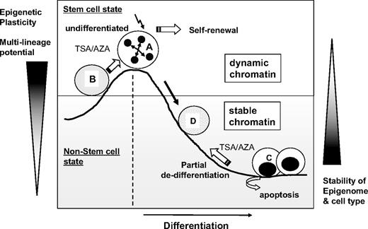 Figure 7. Schematic illustration of the proposed model for the epigenetic plasticity of hematopoietic cells. Undifferentiated hematopoietic cells (A) have dynamic chromatin and display permissiveness to changes in chromatin structures and multilineage differentiation potential. In the undifferentiated state, epigenetic treatment (B) that opens chromatin structures (AZA/TSA) enhances HSC self-renewal when other extrinsic signals are present. In contrast, differentiated cells (C) have stable chromatin and are resistant to epigenetic changes. Epigenetic treatment with AZA/TSA leads to a partial dedifferentiation toward more immature cell phenotypes (D), although most of differentiated cells undergo extensive apoptosis. Thus, epigenetic plasticity correlates to the level of undifferentiation of hematopoietic cells.