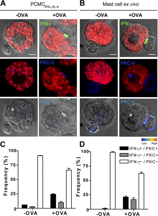 Figure 6. IFN-γ/IL-4–primed PCMCs and freshly isolated mast cells process whole ovalbumin and form functional ISs. IFN-γ/IL-4–primed PCMCs (A) or IFN-γ/IL-4–primed peritoneal mast cells (B) were pulsed or not for 16 hours with 400 μg/mL ovalbumin. After washing, APCs were cocultured with effector OT-II T cells for 2.5 hours. Cells were fixed, permeabilized, and stained for mast cell granules with avidin-sulforhodamine 101 (red), PKCθ (blue), and IFN-γ (green) and analyzed by confocal laser scanning microscopy. (Top) IFN-γ (green) and avidin-sulforhodamine 101 (red) are merged with DIC images; (middle) avidin-sulforhodamine 101 (red) and PKCθ staining (blue) are shown; (bottom) PKCθ staining is shown as pseudocolor intensity merged with DIC images. (C-D) For each condition, OT-II T-cell/APC conjugates were randomly selected and scored for the recruitment of PKCθ to the cell–cell contact site either alone or in combination with IFN-γ polarization. indicates conjugates exhibiting recruitment of PKCθ alone; ■, conjugates exhibiting polarization of both PKCθ and IFN-γ; □, conjugates exhibiting neither PKCθ nor IFN-γ polarization. Approximately 50 conjugates were analyzed per experiment. Histograms represent means ± SEM of 3 independent experiments. Bar = 5μm.