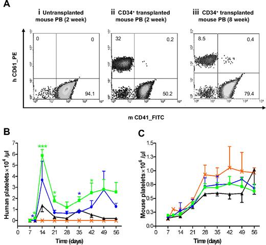 Figure 2. Long-term production of human platelets in NOD/SCID mice after transplantation of CD34+ cells. (A) Representative flow cytometric analysis of PB cells from mice transplanted with no (i) or 3 × 106 CD34+ (ii-iii) cells at the indicated times after transplantation. Murine and human platelets are found in the bottom right and top left quadrant, respectively. Human platelets represented 32.2% (ii) and 8.9% (iii) of the total platelet population 2 and 8 weeks after transplantation, respectively. (B) Time course of human platelet production in NOD/SCID mice after transplantation of 3 × 106 (green), 1 × 106 (blue), 0.5 × 106 (black), or no (orange) CD34+ cells. Human platelets were detected from day 10 for 3 × 106 CD34+ cell-injected mice and week 2 onward for the other 2 transplanted mouse groups. Data show the average number of human platelets detected per microliter of PB ± SEM (n ≥ 3 at all time points assayed). Unpaired Student t test was used to determine statistical differences of human platelet production between mice transplanted with 3 × 106 versus 0.5 × 106 (green asterisks) or 1 × 106 (blue asterisk) CD34+ cells. ***P < .001; *P < .05. (C) Mouse platelet counts in NOD/SCID mice after sublethal whole body irradiation (300 cGy) and after transplantation of 3 × 106 (green), 1 × 106 (blue), 0.5 × 106 (black), or no (orange) CD34+ cells. Data represent mean ± SEM (n ≥ 3 at all time points assayed). Exact human and murine platelet counts are given in supplemental Table 1.