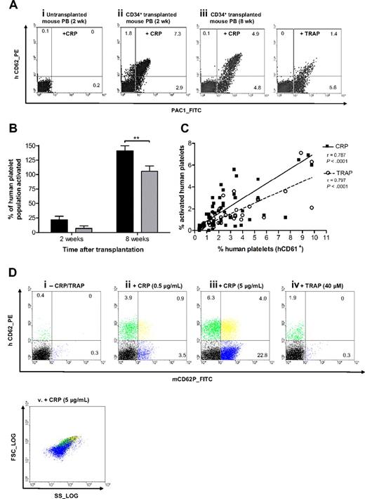 Figure 3. Human platelets issued from CD34+ cells in NOD/SCID PB can be activated by CRP and TRAP. (A) PB from representative untransplanted (i, n ≥ 3) and 3 × 106 CD34+-transplanted mouse (ii-iii, n ≥ 3) were incubated without or with 0.5 μg/mL CRP or 40μM TRAP for 10 minutes, 2 (ii) or 8 (iii) weeks after transplantation. An increase in P-selectin and PAC1 binding was observed, indicative of activated human platelets. Numbers in quadrants indicate percentage of cells in each. (B) The population of human platelets PAC1+/CD62P+ after 0.5 μg/mL CRP (■) or 40μM TRAP (▩) stimulation was expressed in percentage of the entire population of human platelets (CD61+) detected in NOD/SCID mice 2 or 8 weeks after transplantation (n ≥ 5; mean ± SEM); **.005 < P < .05. (C) A clear correlation was observed between the percentage of human platelets detected with anti–human CD61-PE and with PAC1 or anti–human CD62P after stimulation with 0.5 μg/mL CRP (■) or 40μM TRAP (○; n ≥ 7; r > 0.711; P < .001). Data include percentages of activated platelets at all time points except 2 weeks after transplantation. (D) Representative flow cytometric analysis of PB cells (n = 3) from the same transplanted mouse as in Figure 2Aiii. PB was incubated without agonist (i) or with 0.5 μg/mL CRP (ii), 5 μg/mL CRP (iii,v), or 40μM TRAP (iv), and subsequently stained with moAbs anti–murine Wug.E9-FITC and anti–human CD62P-PE. Activated human platelets (hCD62P+), murine platelets (mCD62P+), and human/murine platelets (hCD62P+-mCD62P+) are represented in green, blue, and yellow, respectively. (v) Each population was visualized according to its forward (FSC_LOG) and side scatter (SS_LOG).
