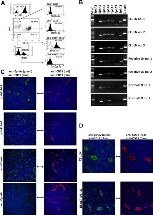 Figure 1. EphA2 is the main EFNA4 receptor found in the CD31+ vascular endothelium of human LN. (A) Flow cytometric analyses of EFNA4-Fc binding by LN cells from patients with CLL (a representative experiment is shown, CLL LN no. 2). Cell suspensions (3 × 105/sample tube) from fresh CLL LN biopsies were preincubated with hFc before the addition of poly-His–tagged EFNA4-Fc homodimers (0.5 μg/106 cells), then followed by an anti His-FITC mAb. The percentage of EFNA4-Fc binding cells (black profiles) was analyzed within gated subpopulations according to CD5, CD19, and CD31 costainings (empty profiles: control anti-His–FITC stainings). (B) RT-PCR analyses of EphA mRNAs expression of enriched CD2− CD5− CD19− CD13− CD14− CD31+ LN cells from CLL patients or control subjects (≥ 95% purity, 2-5 × 105 cells per LN fragment). (C-D) Immunofluorescence analysis of EphA receptor expression on LN tissue sections. LN cryosections (8 μm thick) were immunostained for detection of EphA2, EphA3, EphA4, or EphA8 (Alexa Fluor 546, green), CD31 (Alexa Fluor 647, red), and CD19 (Alexa Fluor 488, blue). Objectives: 20× multi-immersion, 1.20 NA. (D) High magnification images (objective: 63× oil immersion, 1.40 NA) of CLL or normal LN showing expression of EphA2 (green) in the high endothelial venules (CD31+ structures, red; CLL LN no. 2 in panels C-D; Normal reactive LN in panel D). Fluorescence images were acquired with a confocal microscope (Leica TCS-SP2 AOBS).