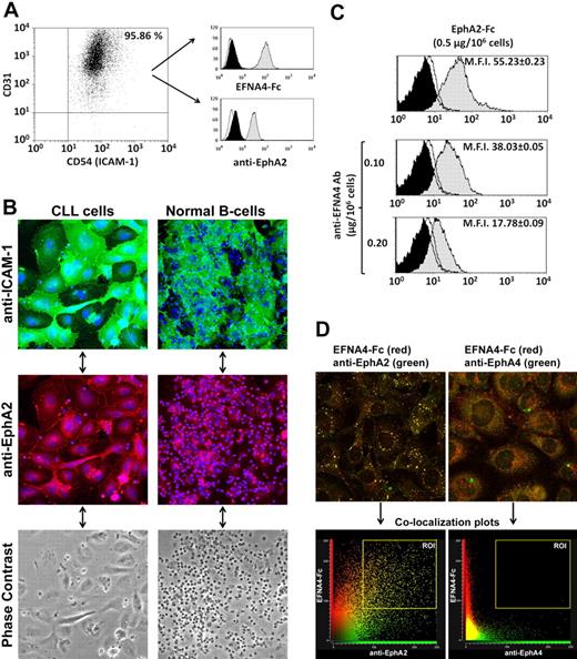 Figure 2. EphA2-EFNA4 interactions can take place in the adhesion between HUVECs and B cells during TEM. (A) Flow cytometry analysis of EFNA4-Fc binding (top histogram, gray) or EphA2 expression (bottom histogram, gray) of TNF-α–activated HUVECs (>95% CD31, CD54 double positive, dot-plot; black histogram: control secondary PE-Abs; white: unstained cells). (B) CLL cells or normal B cells were cocultured for 2 hours with TNF-α–activated HUVEC monolayers, the nonadhered cells were washed out, and slides were fixed and immunostained for EphA2 (Alexa Fluor 546, red, bottom) and ICAM-1 (Alexa Fluor 488, green, top; blue, Hoechst 33 342 counterstained cell nuclei; confocal microscope: Leica TCS-SP2 AOBS; objectives: 20× oil-immersion, 1.20 NA). Note the high number of normal B cells transmigrated (dark appearance) compared with cultures containing CLL cells in the phase-contrast images. (C) Flow cytometric analyses of EphA2-Fc binding by CLL cells directly incubated with EphA2-Fc homodimers (gray, top) or after preincubation with 2 different doses of an anti-EFNA4 polyclonal Ab (0.10 or 0.20 μg/106 cells, middle and bottom, respectively; white, control anti-His FITC; black, control unstained cells). A representative experiment is shown (CLL no. 1). Values are mean fluorescence intensity (MFI; mean ± SEM) from triplicates of the same sample. (D) TNF-α–activated HUVEC monolayers were cultured for 60 minutes with fluorescent preclustered EFNA4-Fc complexes (red). After cells fixation, slides were immunostained with anti-EphA2 or -EphA4 Abs (Alexa Fluor 488, green). Colocalization plots (bottom) show that EFNA4-Fc preferentially binds to EphA2 (ROI indicates region of interest). Leica TCS-SP2 AOBS confocal microscope; objective: 63× oil immersion, 1.40 NA.