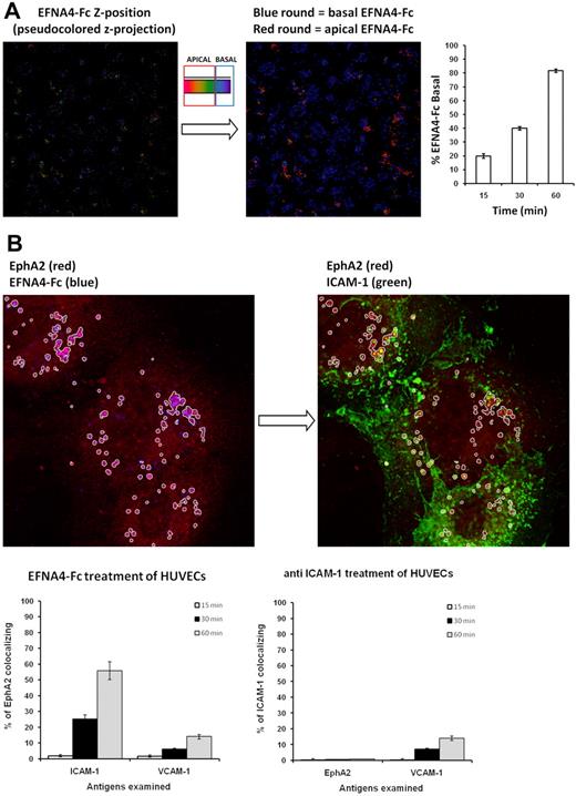 Figure 6. EphA2 colocalizes with ICAM-1 and VCAM-1 after in vitro EFNA4-Fc treatment of HUVECs. (A) HUVEC monolayers grown onto glass chamber slides and overnight activated with TNF-α (10 ng/mL) were incubated for 60 minutes with Alexa Fluor 405–EFNA4-Fc protein complexes. After cell fixation of cultures (at 15, 30, or 60 minutes), confocal images were acquired from the apical to the basal side of cells (0.1-μm z-steps; 63× immersion-oil objective). Pseudocolor Z-series projections of image stacks were created (Leica LCS software) to determine the topologic distribution of EFNA4-Fc spots at each time point (left). At each time point, the number of basal and apical EFNA4-Fc spots was determined through image segmentation and analysis (MetaMorph version 7.1; right), according to the color threshold established in the pseudocolor scale bar (red regions, apical; blue regions, basal). Images are from a representative experiment after 60 minutes of culture. (B) HUVECs monolayers grown as in panel A were treated with either EFNA4–Fc protein complexes (preclustered with biotinylated anti-His Ab followed by streptavidin–Alexa Fluor 405) or cross-linking anti–ICAM-1 mAb (anti–ICAM-1 primary Ab preclustered with anti–mouse Alexa Fluor 488 Ab, green). Cultures were fixed after 15, 30, or 60 minutes and immunostained to analyze the colocalization of clustered EphA2 (anti-EphA2 plus Alexa Fluor 546 secondary Ab) with ICAM-1 (Alexa Fluor 488 Ab) or VCAM-1 (Alexa Fluor 633 Ab) or of EphA2 (Alexa Fluor 546) or VCAM-1 (Alexa Fluor 633 Ab) with ICAM-1, respectively. Z-series confocal images were acquired as in panel A. Fluorescent images are from a representative experiment of EFNA4–Fc treatment. Fluorescent blue-red spots, corresponding to EFNA4-Fc aggregated EphA2 (left), were identified as objects through color thresholding (Metamorph software; white regions). The percentage of these regions containing ICAM-1 (green, right), was measured to determine EphA2 colocalization. The graphs represent the results from the corresponding treatments.