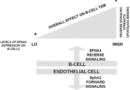 Figure 7. Summary of a hypothetical model of B cell TEM according to EphA2-EFNA4 interaction and its regulation by EFNA4 signaling strength. Low levels of EFNA4 expression, like those present in most of the normal PB B cells, allow TEM progression to proceed through generating EphA2 forward signals into endothelial cells that connect to the adhesion machinery (at least ICAM-1, VCAM-1 CAMs). By contrast, the greater the levels of EFNA4 expression in B cells, as determined in CLL B cells, led to inhibitory reverse signals that impair TEM.
