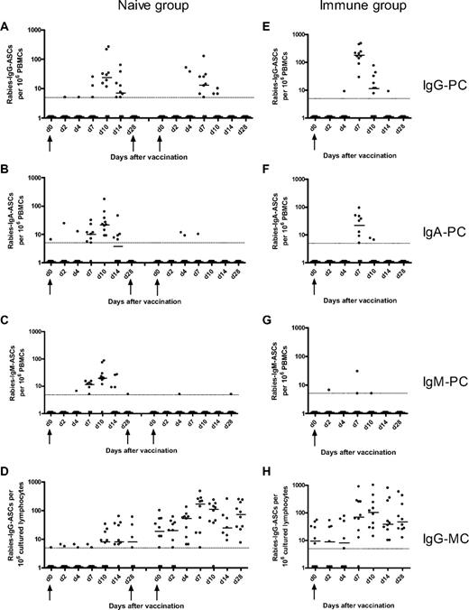 Figure 1. Rabies-specific IgG, IgA, IgM plasma-cell and IgG memory B-cell responses after immunization of naive and immune volunteers. The naive volunteers (left) were immunized at days 0, 28, and 56, and the frequencies of rabies IgG- (A), IgA- (B), and IgM-specific (C) plasma cells (PCs) and IgG memory B-cells (MCs; D) were measured at various days after the first and third doses of immunization. The immune volunteers (right) were immunized at day 0, and the frequencies of rabies IgG- (E), IgA- (F), IgM-specific PCs (G), and IgG MCs (H) were measured at various days after immunization. The horizontal bars represent the median number of specific antibody-secreting cells at each time point. The minimum sensitivity of the assay is plotted as a broken line on the graphs for each figure. The zero values were assigned a value of 1 for illustrative purposes. The magnitude of the IgG PC response after booster immunization in the immune group was greater than after primary and tertiary immunization in the naive group. However, the magnitude of the IgG MC response after booster immunization in the immune group was greater than after primary and secondary immunization but not tertiary immunization.