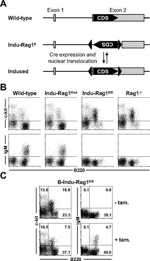 Figure 1. Induction of B-cell development in B-Indu-Rag1fl/fl mice. (A) Strategy of inducible Rag1 expression. Shown is the Rag1 locus of wild-type mice and of Indu-Rag1fl mice before and after restoration of the initially nonfunctional Rag1 transcription unit by B cell–specific Cre expression and activation. Filled arrowheads, loxP sites; grey boxes, Rag1 exons; CDS, coding sequence. (B) Block of B-cell development in the BM of Indu-Rag1fl/fl mice. Flow cytometric analysis of c-kit and IgM expression on B220+ BM cells from wild-type, Rag1−/−, and Indu-Rag1 mice heterozygous (fl/wt) or homozygous (fl/fl) for the inactivated allele. (C) Induction of B-cell generation in B-Indu-Rag1fl/fl mice treated with a single dose of tamoxifen at an age of 8 weeks. Flow cytometric analysis of c-kit and IgM expression on B220+ BM cells 10 days after tamoxifen administration. Untreated B-Indu-Rag1fl/fl mice were included as controls. Numbers in quadrants indicate percentages of cells.