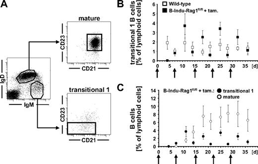 Figure 2. Tracking B cells in the periphery of tamoxifen-treated B-Indu-Rag1fl/fl mice. (A) T1 (IgMhiIgD−/loCD21−/loCD23−) and mature (IgMloIgDhiCD21+CD23+) B-cell subsets in the blood of wild-type mice. (B) Percentages of T1 B cells in the blood of induced B-Indu-Rag1fl/fl (n = 9) and wild-type control (n = 12) mice. (C) Percentages of T1 and mature B cells in the blood of induced B-Indu-Rag1fl/fl mice. ↑ indicates time points of tamoxifen administration.