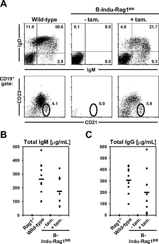 Figure 3. Mature B-cell subsets in the spleen of induced B-Indu-Rag1fl/fl mice. (A) Flow cytometry of splenocytes from wild-type, control-treated, and tamoxifen-induced B-Indu-Rag1fl/fl mice. Mice were induced 3 times with 4-day intervals and analyzed at day 35 after the first administration. Single-cell suspensions were prepared from spleen and stained for IgM, IgD, CD21, and CD23. Numbers indicate percentages of cells in the respective quadrants and gates. (B-C) Steady-state antibody production in induced B-Indu-Rag1fl/fl mice. Sera from B-Indu-Rag1fl/fl mice (age at first induction 8-12 weeks), either treated with tamoxifen or left untreated, and from Rag1−/− and wild-type control mice (all n = 10) were collected 35 days after the first induction, and the amounts of total IgM (B) and total IgG (C) were determined by enzyme-linked immunosorbent assay.