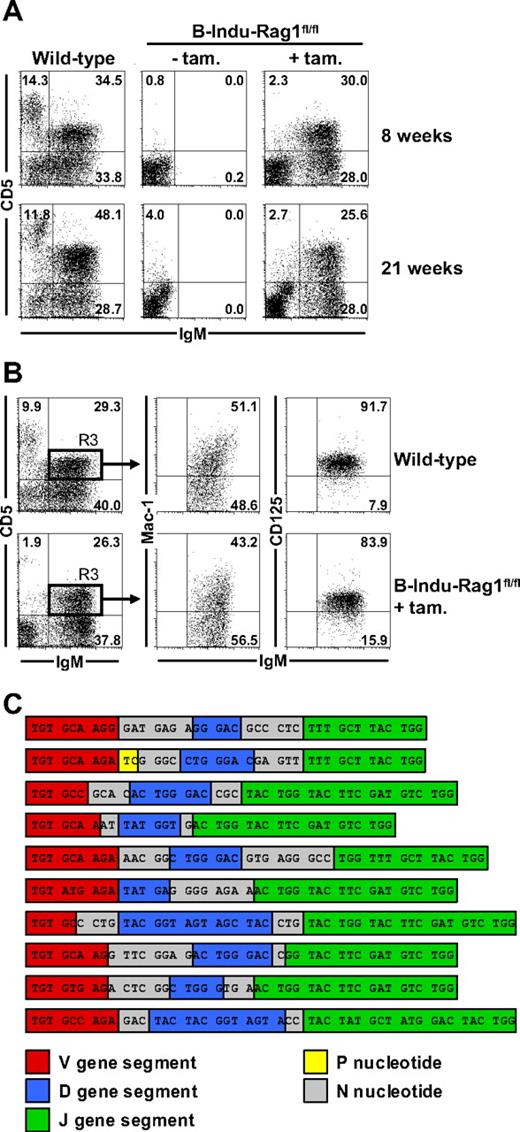 Figure 4. Generation of B-1a cells from the adult BM of B-Indu-Rag1fl/fl mice. (A) Two groups of wild-type mice and B-Indu-Rag1fl/fl mice at the age of 8 and 21 weeks were either left untreated or treated twice with tamoxifen. Flow cytometric analysis of peritoneal exudates for IgM and CD5 expression was performed 35 days after initiation of the experiment. Numbers in quadrants indicate percentages of cells. (B) Peritoneal cells from wild-type and tamoxifen-treated B-Indu-Rag1fl/fl mice were stained for IgM, CD5, Mac-1, and CD125 and analyzed by flow cytometry. Numbers in quadrants indicate percentages of cells. (C) B-1a cells of B-Indu-Rag1fl/fl mice show N nucleotide additions in all of their IgH chain CDR3. IgM+CD5+ peritoneal cells from individual induced B-Indu-Rag1fl/fl mice were sorted, and the IgH chain repertoire was analyzed by single-cell RT-PCR. Nucleotide sequences of representative CDR3 beginning with the conserved cysteine at amino acid position 92 are shown.