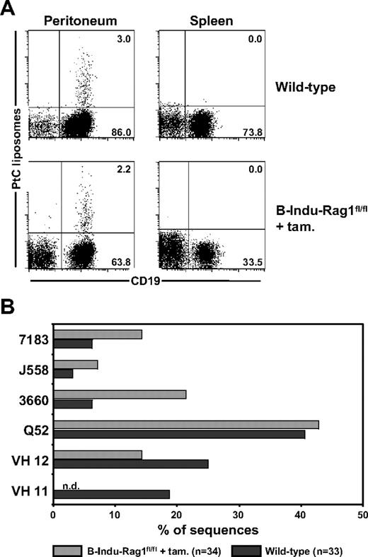 Figure 6. Detection of PtC-specific peritoneal B-1a cells derived from the BM of induced B-Indu-Rag1fl/fl mice. (A) Flow cytometry of splenic and peritoneal cells from wild-type and tamoxifen-induced B-Indu-Rag1fl/fl mice using PtC liposomes. Such PtC binders were also found to express CD5 (S.D., unpublished data, August 2006). Mice were induced twice at an age of 8 weeks and analyzed 5 weeks after initiation of the experiment. (B) PtC specificity of B cells from induced B-Indu-Rag1fl/fl mice is mediated by V genes characteristic for this specificity. CD19+ PtC-specific cells were bulk sorted from wild-type and tamoxifen-induced B-Indu-Rag1fl/fl mice, and V gene usage was determined by cloning and subsequent sequencing of RT-PCR products.